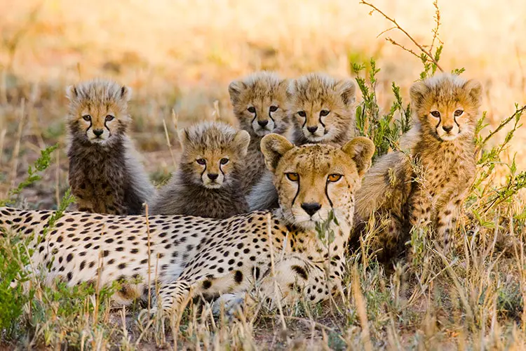 Cheetah mother and her cubs in the savannah, Tanzania