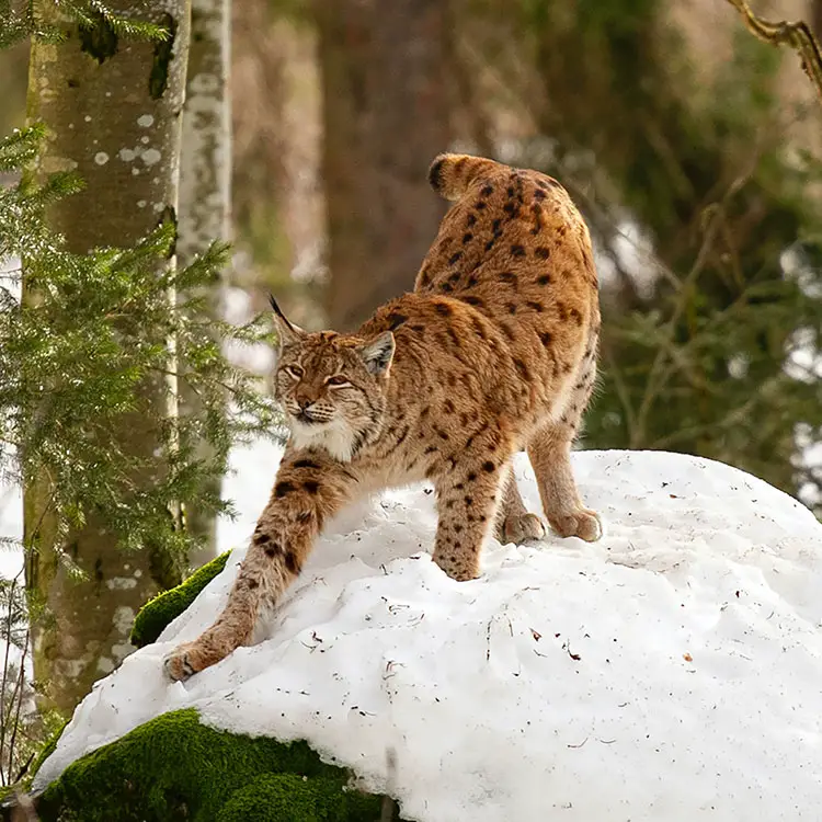 Eurasian Lynx in Bayerischer Wald National Park, Germany