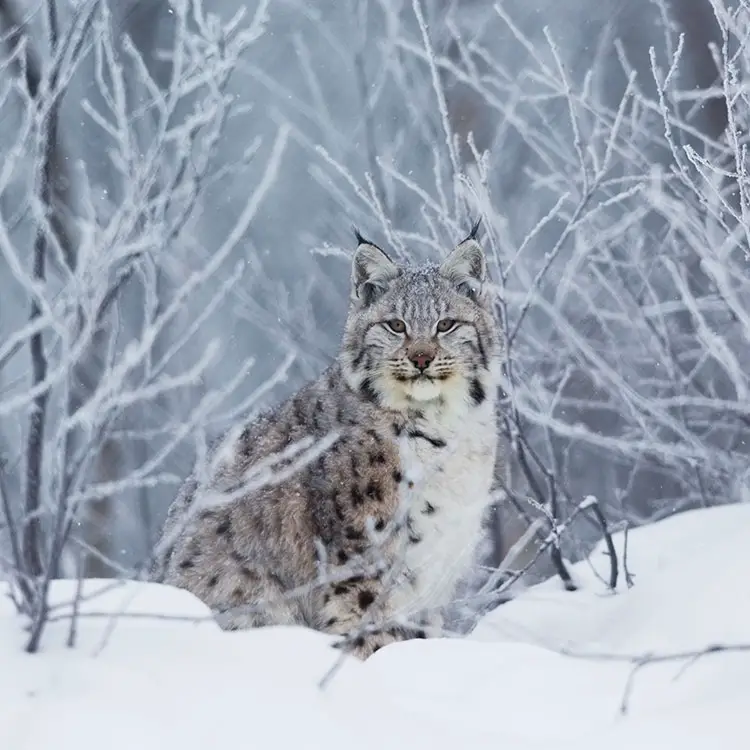 European Lynx in Norway