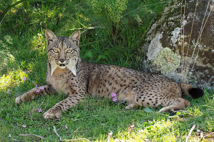 Female Iberian Lynx