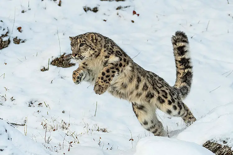 Snow Leopard hunting in the Himalayas