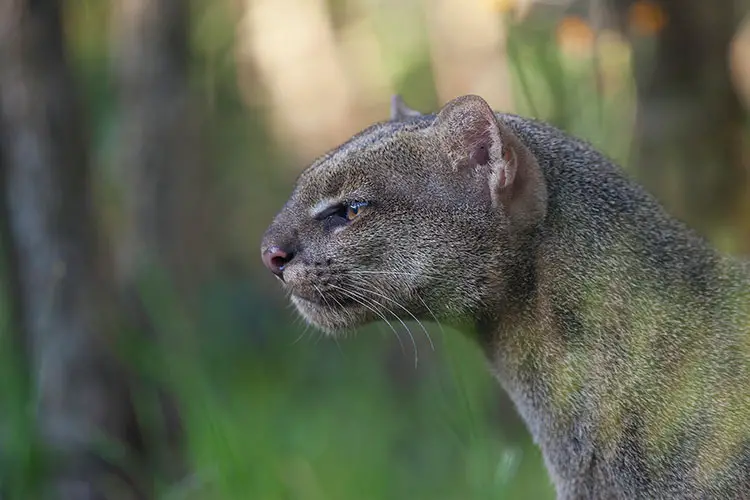 Dark-coated Jaguarundi