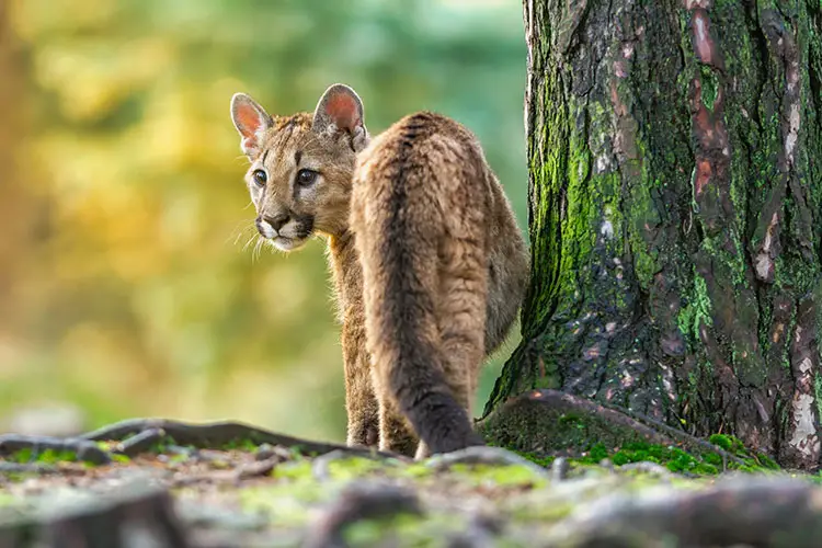 Juvenile cougar