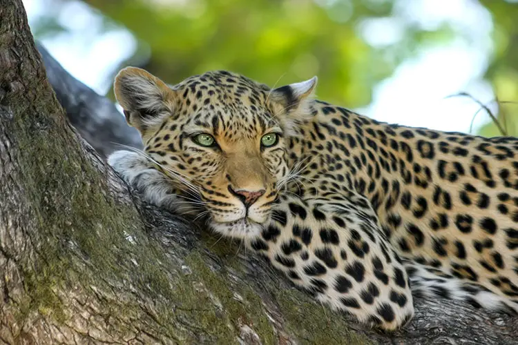 Young leopard chilling in a tree