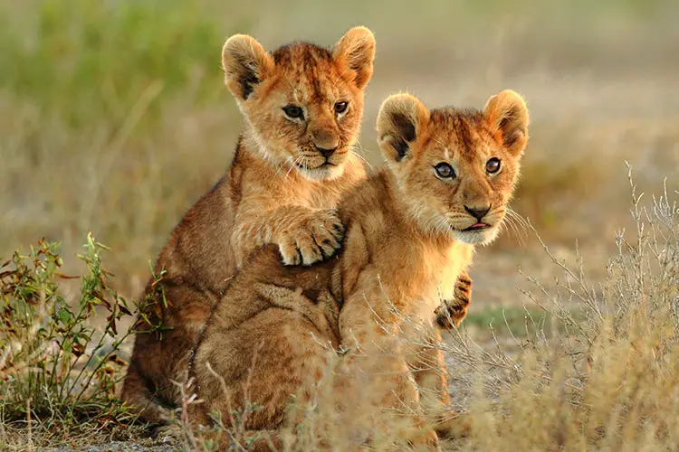 Lion Cubs in Kruger National Park, South Africa