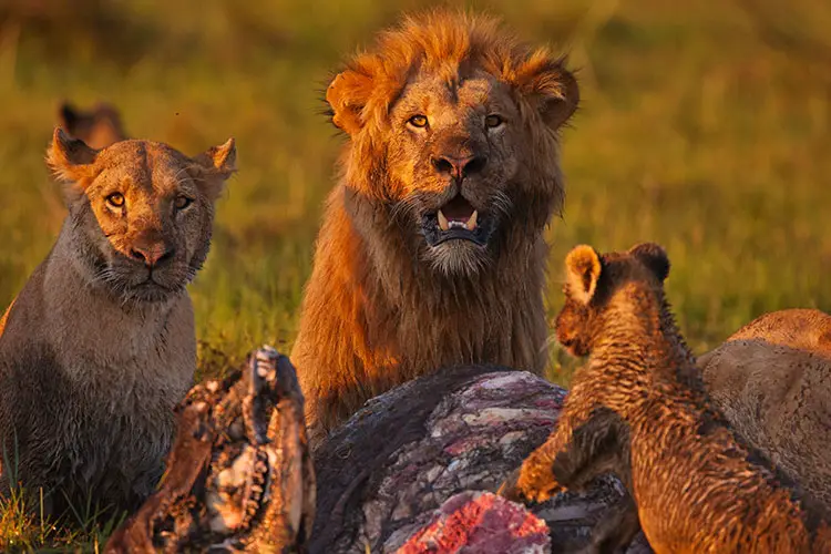 Lion pride feasting on kill in Tanzania