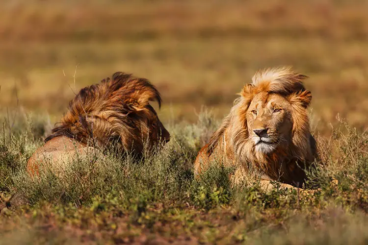 Two male lions in Ngorongoro Conservation Area, Tanzania