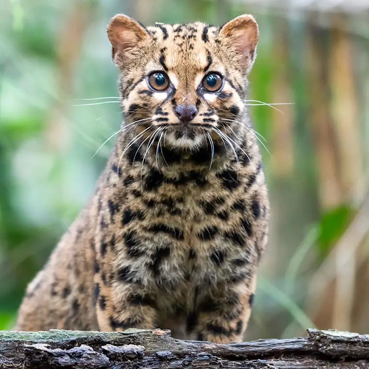 Marbled Cat in Thailand