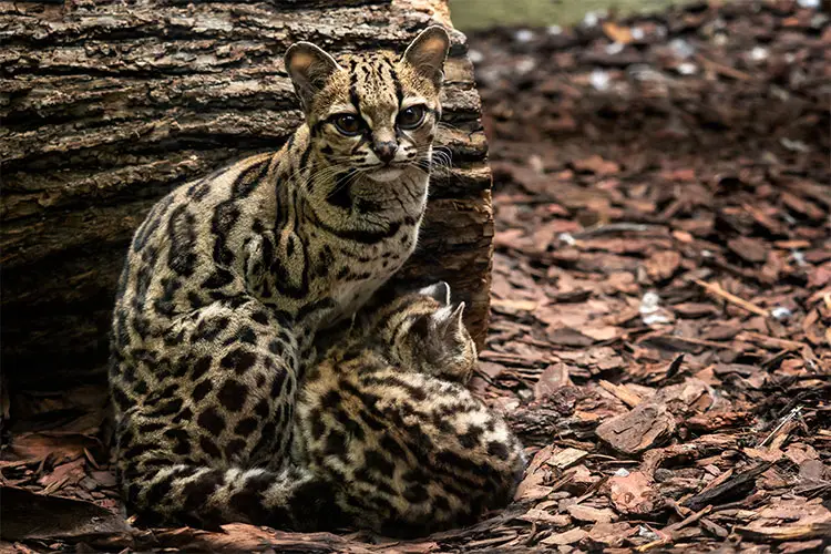 Female margay with kitten