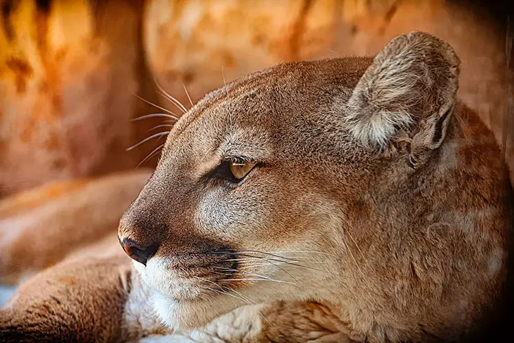 Mountain Lion in Turtle Back Zoo