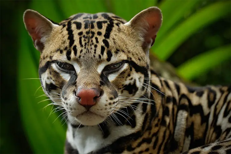 Ocelot Portrait