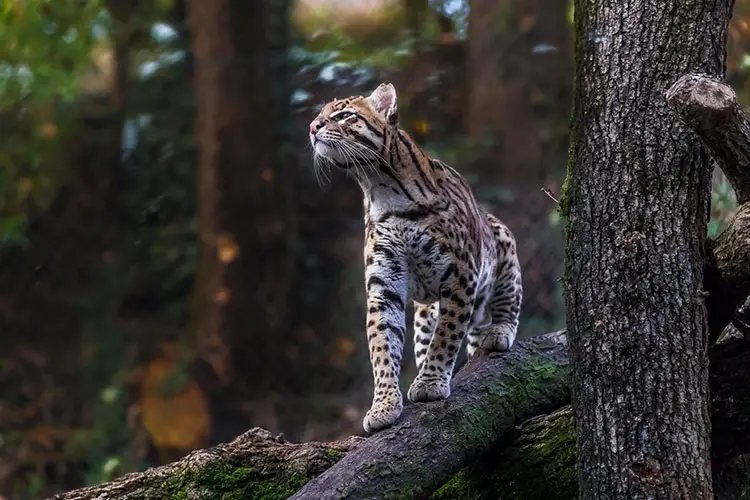 Ocelot in the dense forest