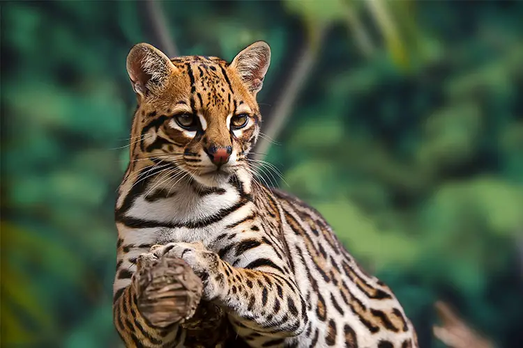 Ocelot on tree branch