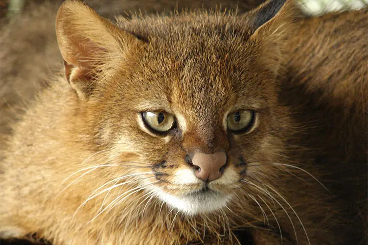 Pampas Cat in Chile