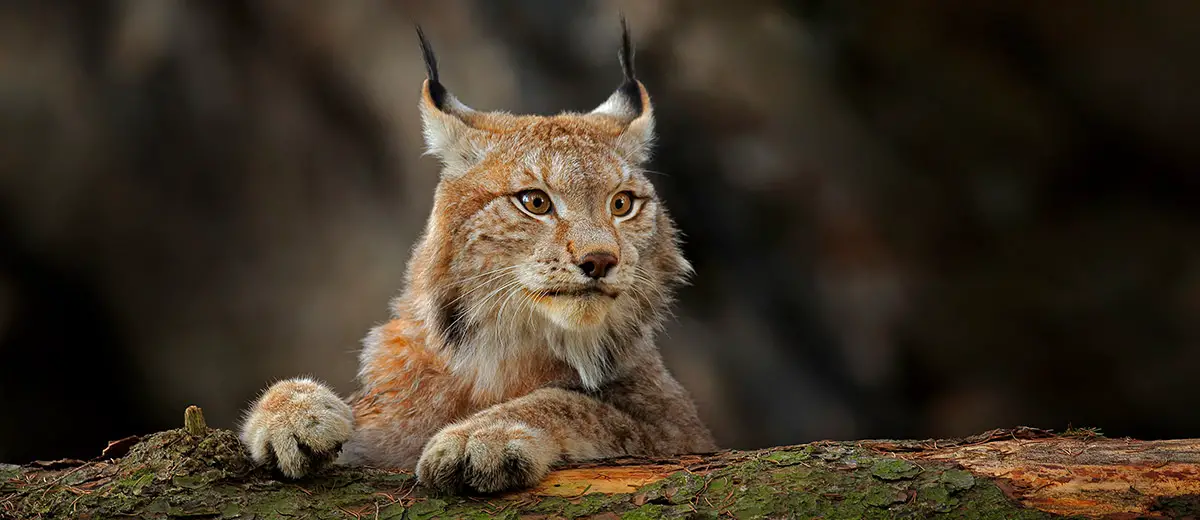 Portrait of a Eurasian Lynx