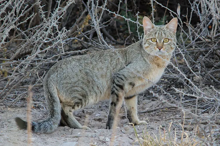 African Wild Cat