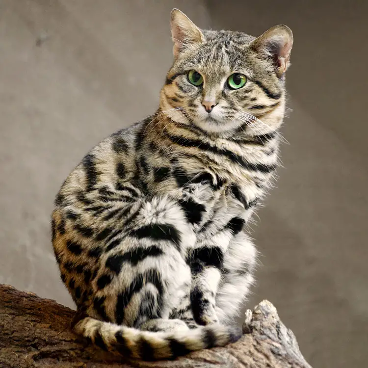 Black Footed Cat