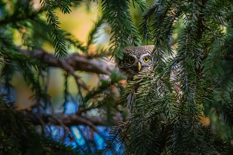 Eurasian pygmy owl in the temperate forests of Estonia