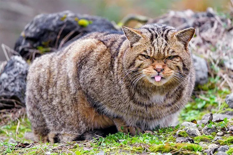 Male European wildcat poking his tongue out!