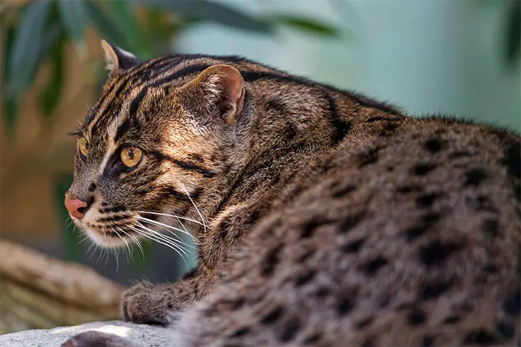 Fishing Cat