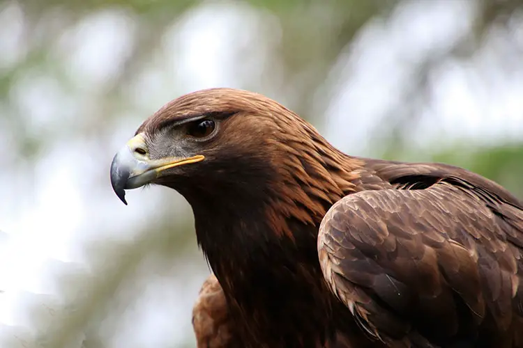 Golden Eagle