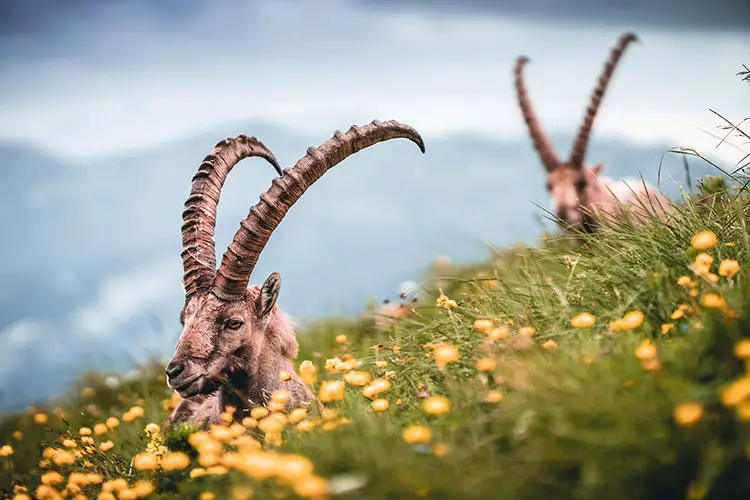 Ibex in an Alpine Meadow in Switzerland