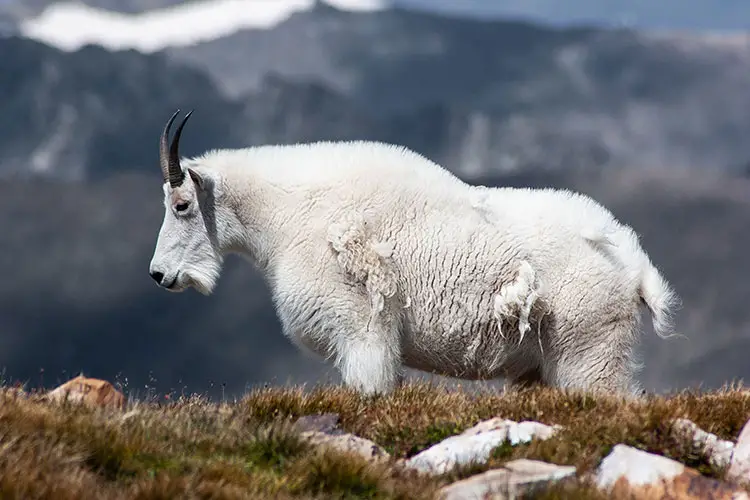 Mountain goat in the alpine