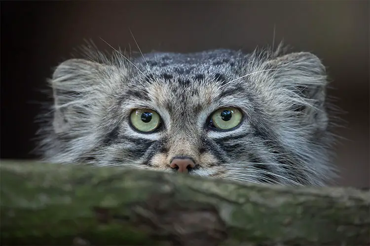 Pallas's cat