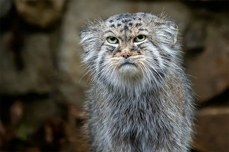 Pallas's cat aka Manul