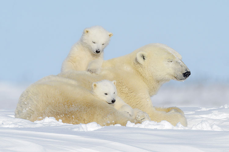 Polar Bear Sow with Cubs in Manitoba, Canada