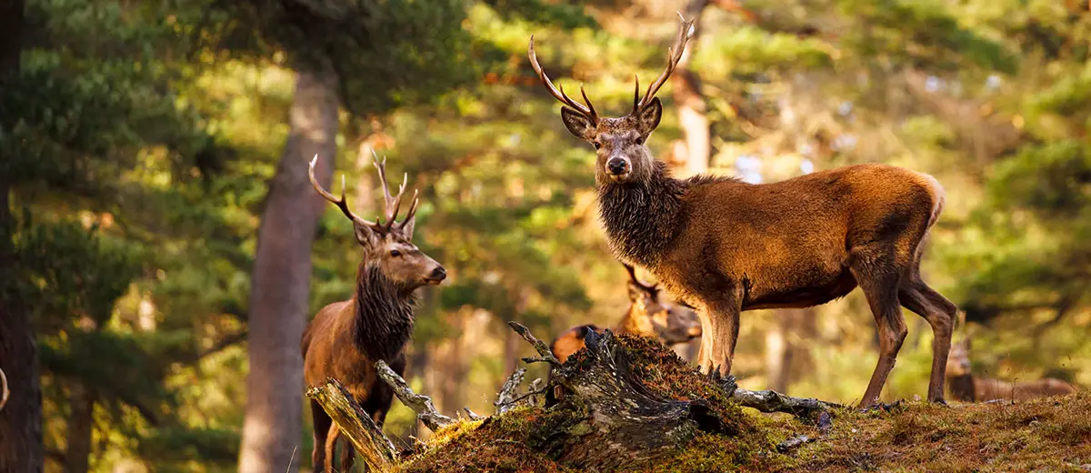 Red deer in the temperate forests of Scotland