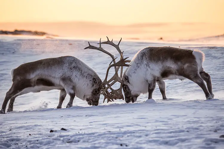 Reindeer fight on southern Spitsbergen