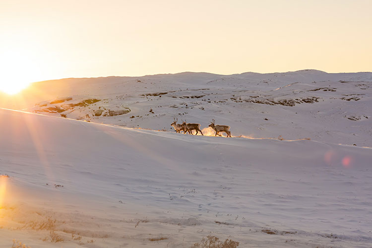 Reindeers running freely in Kangerlussuaq, Greenland