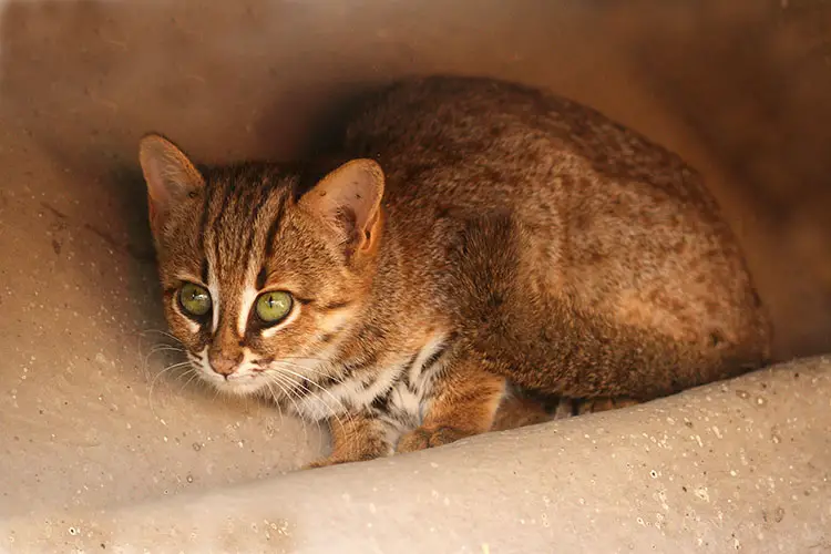 Rusty Spotted Cat