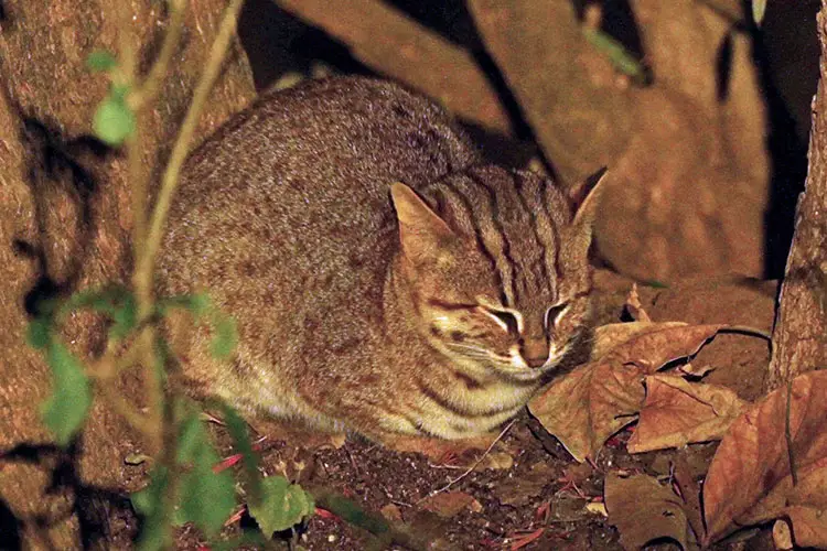 Rusty Spotted Cat Sleeping