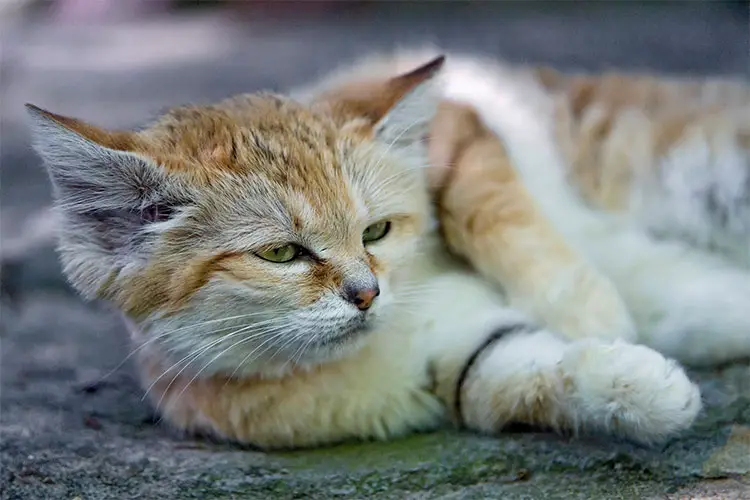 Sand Cat Resting
