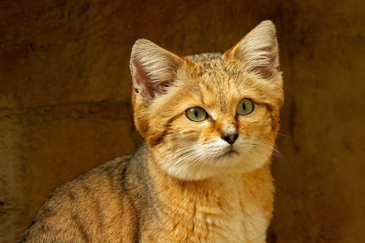 Sand Cat Portrait