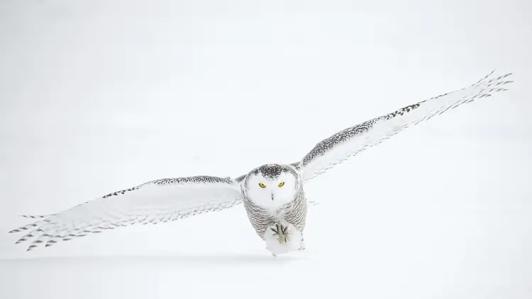 Snowy Owl hunting in Alberta, Canada