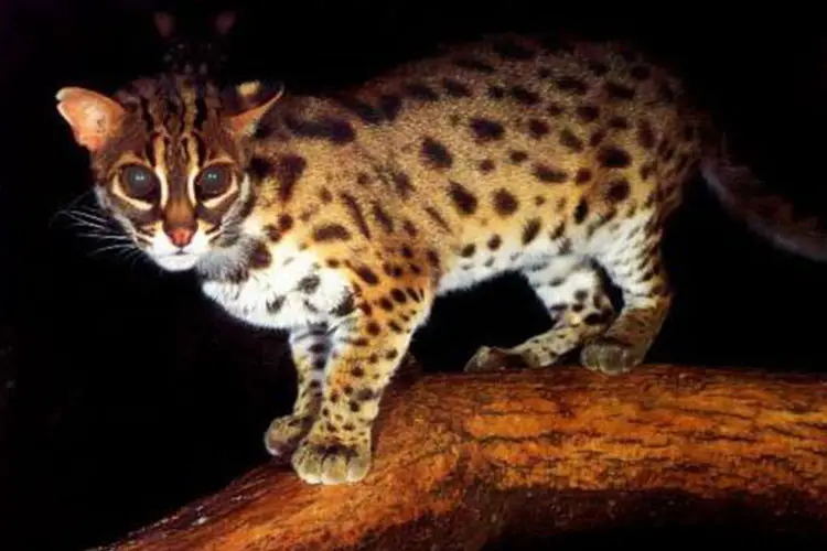 Sunda Leopard Cat