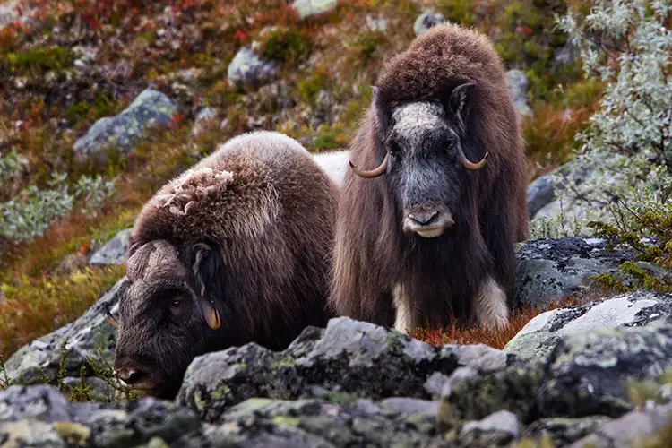 The Muskox (Ovibos moschatus)