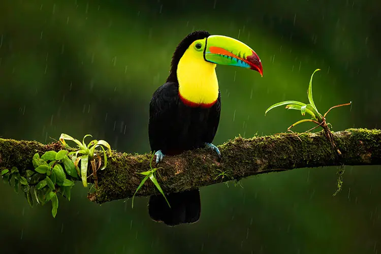 Toucan in the rainforests of Costa Rica