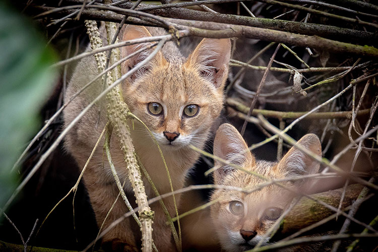 Juvenile jungle cats in Janakpur, Nepal