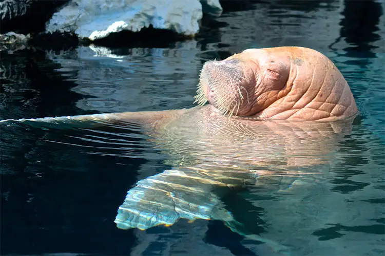 A relaxed walrus