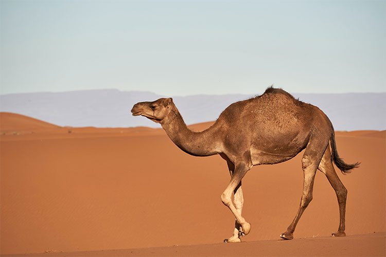 Arabian Camel