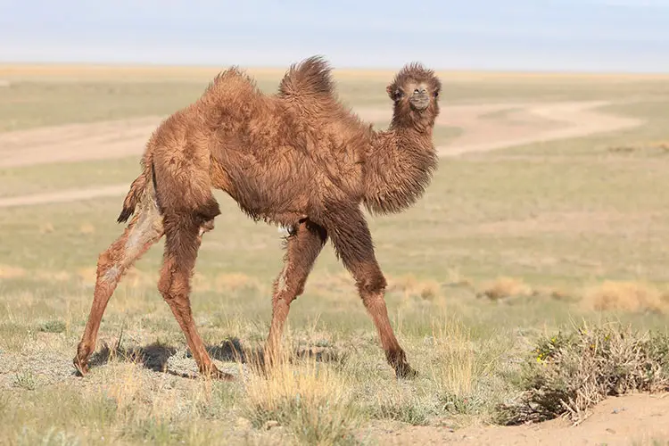Bactrian camel in Mongolia