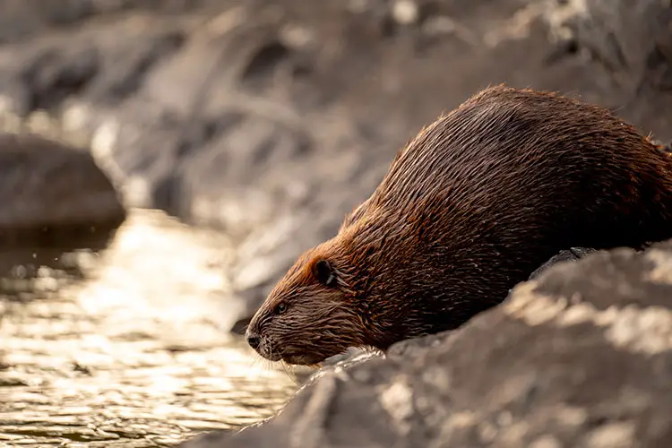 Beaver in Voyageurs National