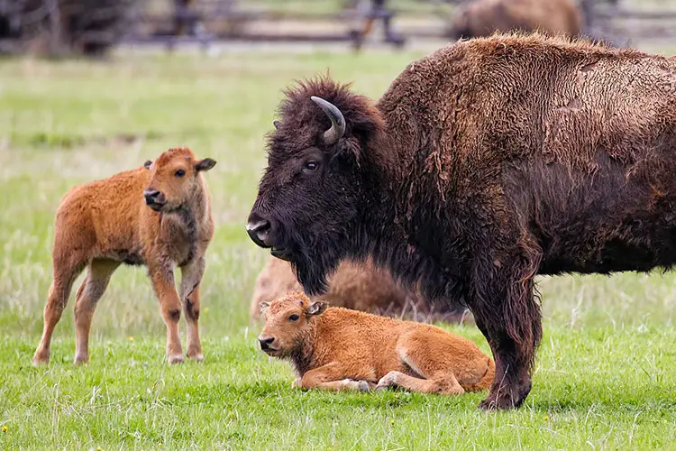 Plains bison with calves
