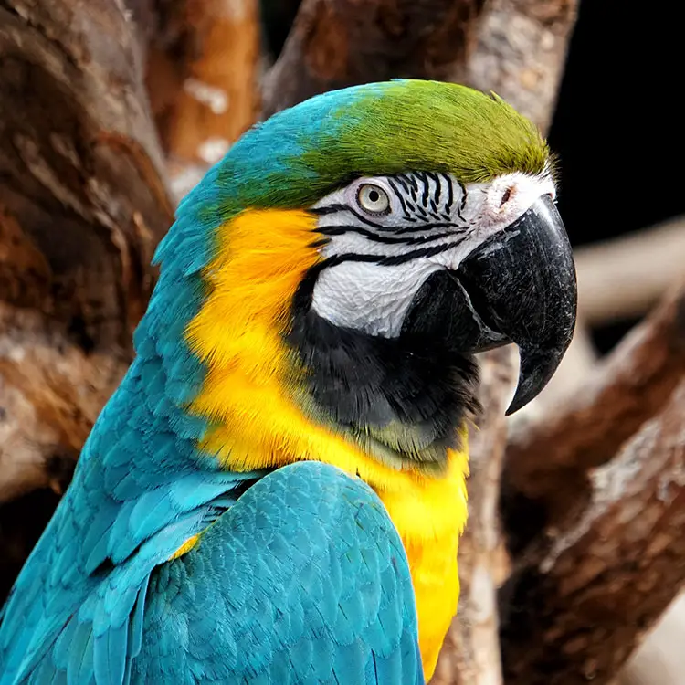 Blue and yellow macaw