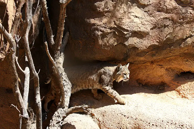 Bobcat in Tucson, Arizona