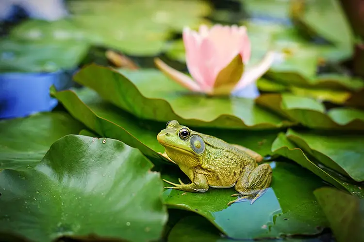 Bullfrog on lily pads